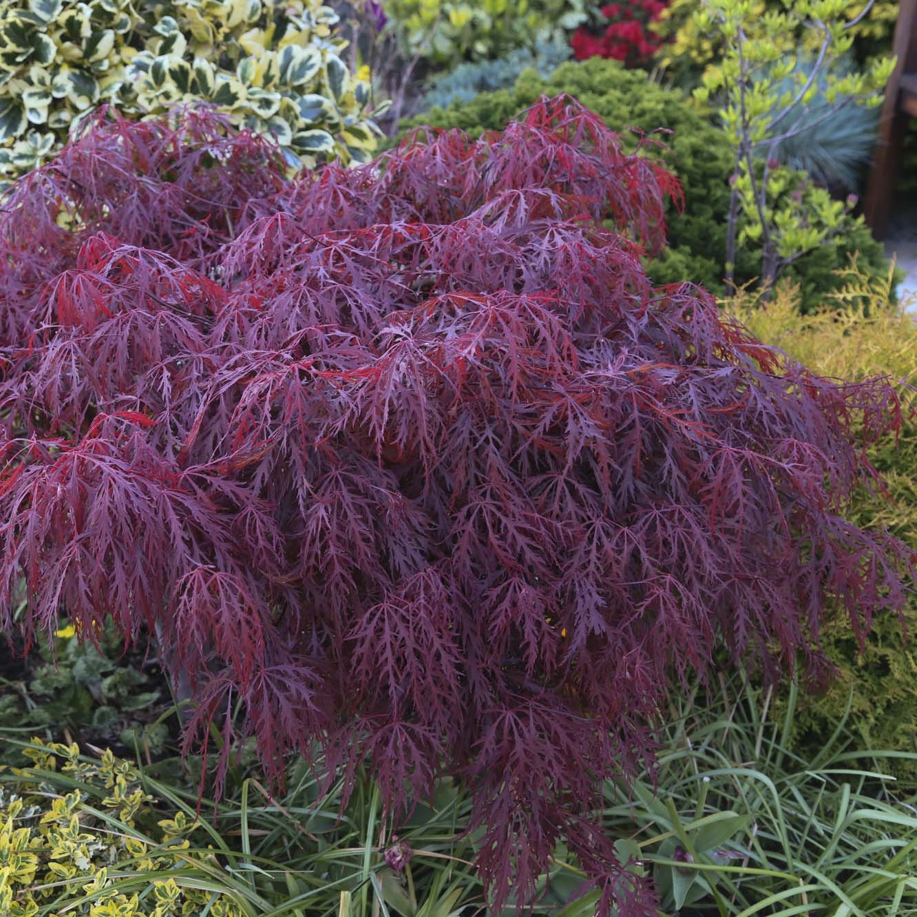 Érable du Japon - Acer palmatum Crimson Queen
