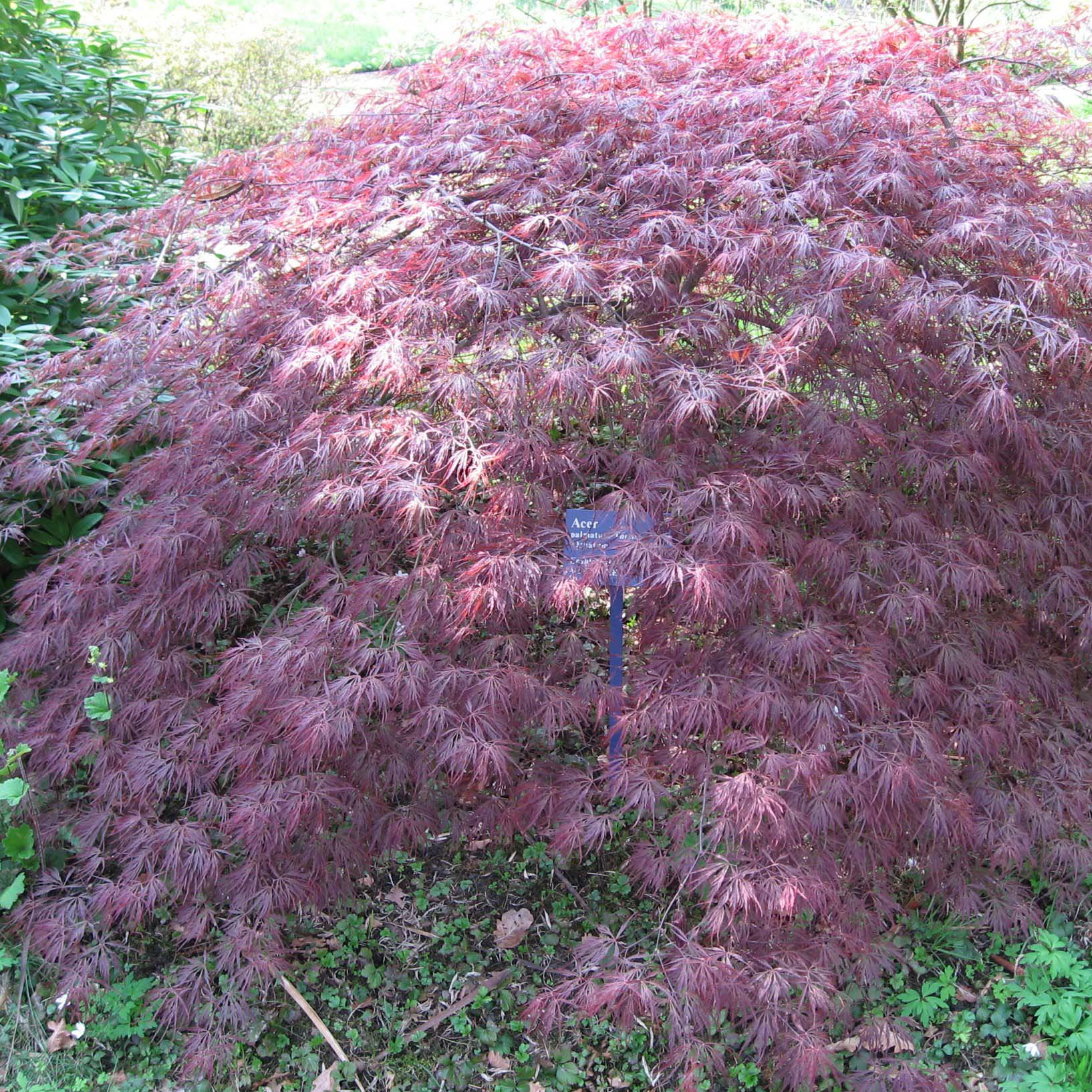 Erable du Japon - Acer palmatum Ornatum