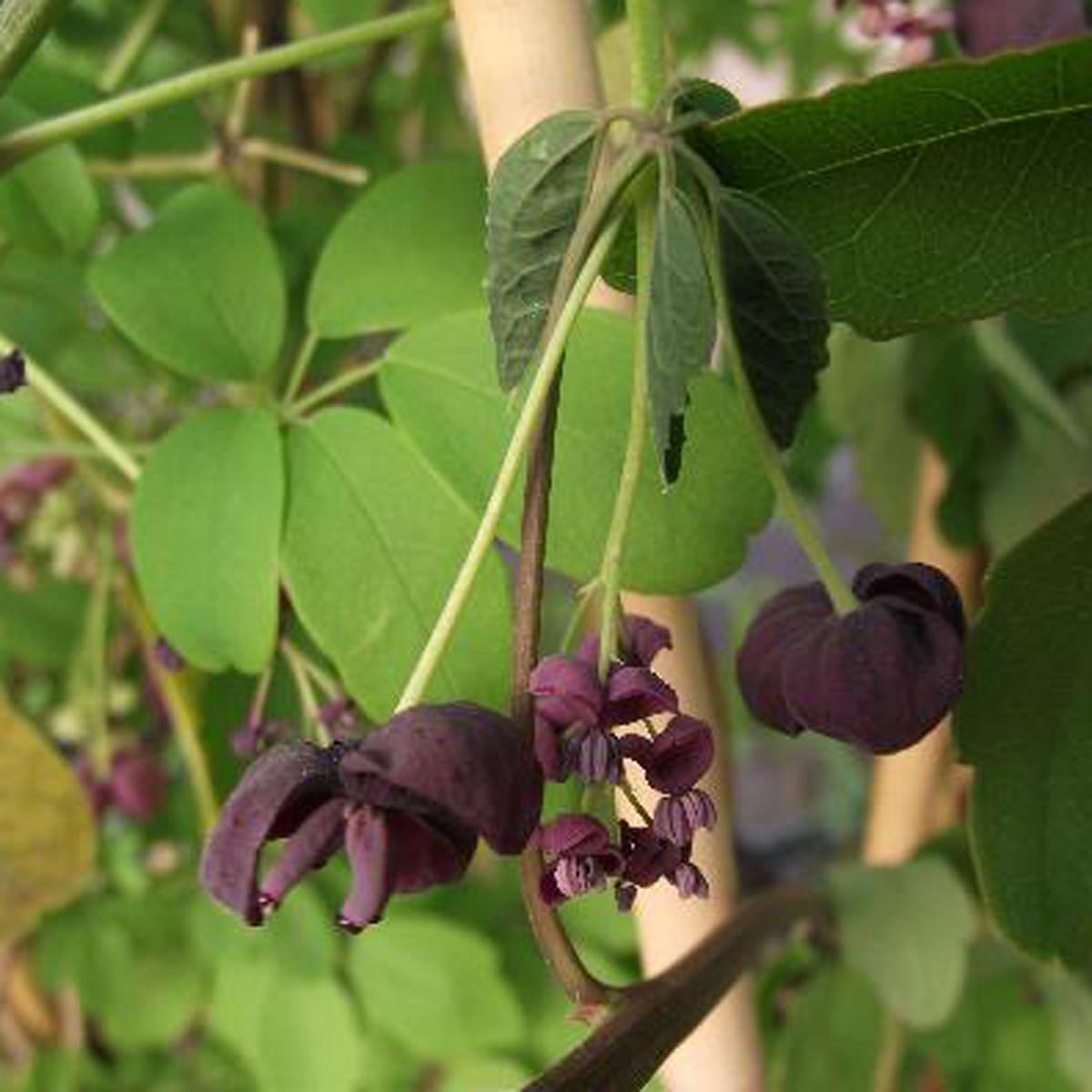 Akebia pentaphylla - Akebie hybride