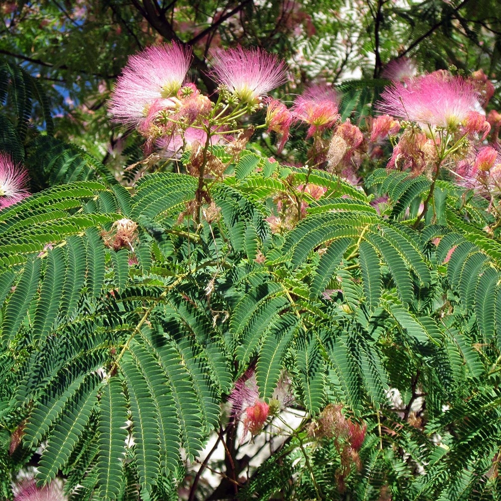 Albizia julibrissin Rosea - Arbre à soie rose