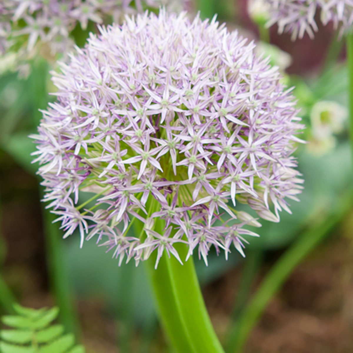 Ail d'ornement - Allium Round and Purple