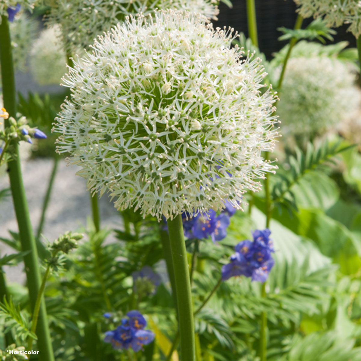 Ail d'ornement - Allium stipitatum White Giant