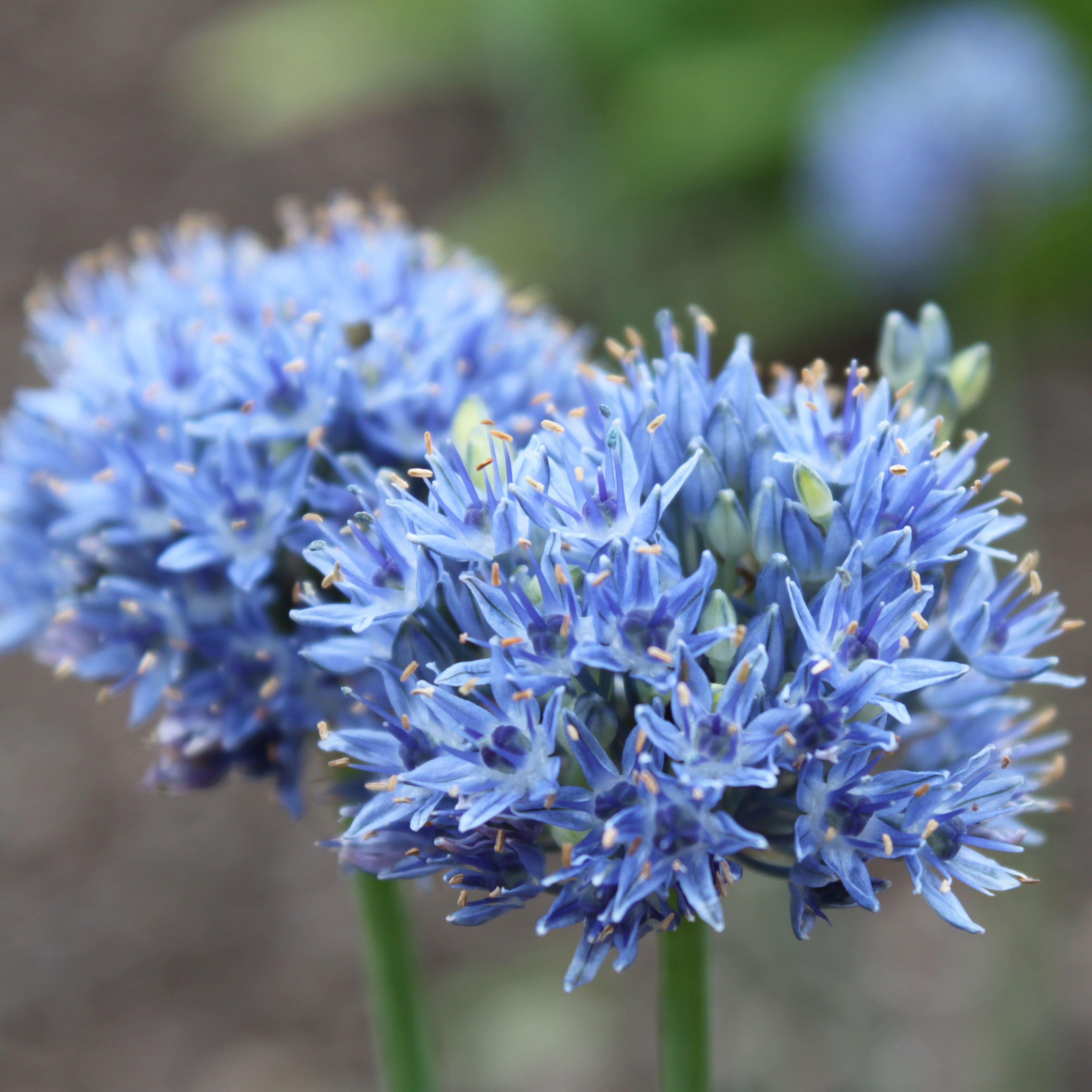Allium caeruleum - Ail d'ornement bleu