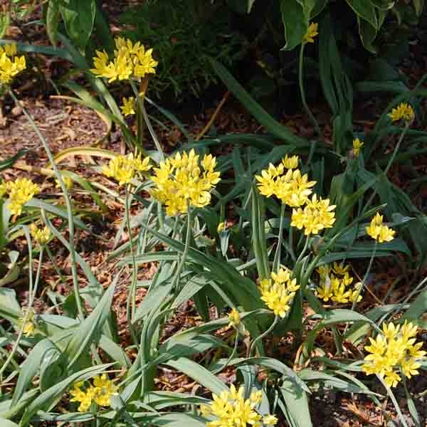 Ail d'ornement doré - Allium moly