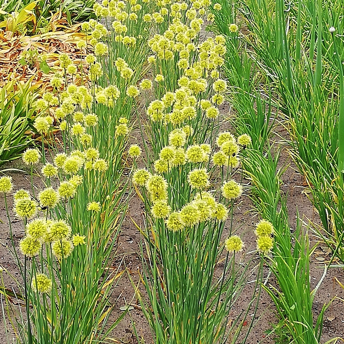Allium obliquum - Ail d'ornement