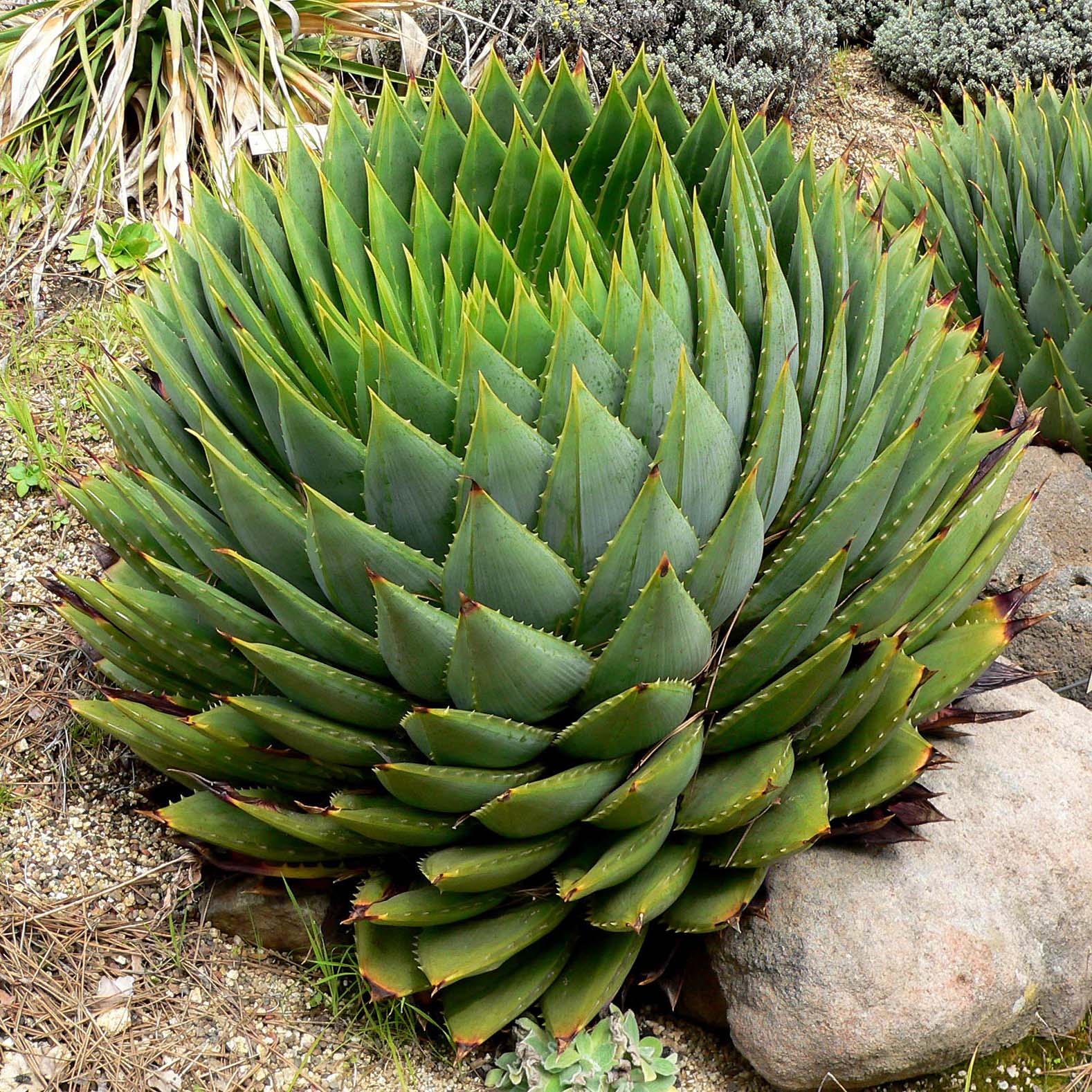 Aloe polyphylla - Aloes spirale