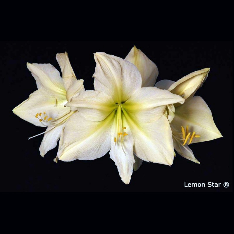 Amaryllis Lemon Star - Hippeastrum