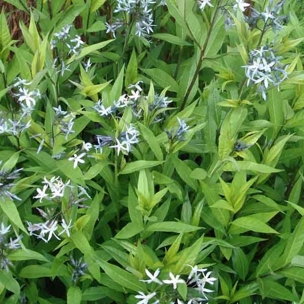Amsonie bleue - Amsonia tabernaemontana var. salicifolia
