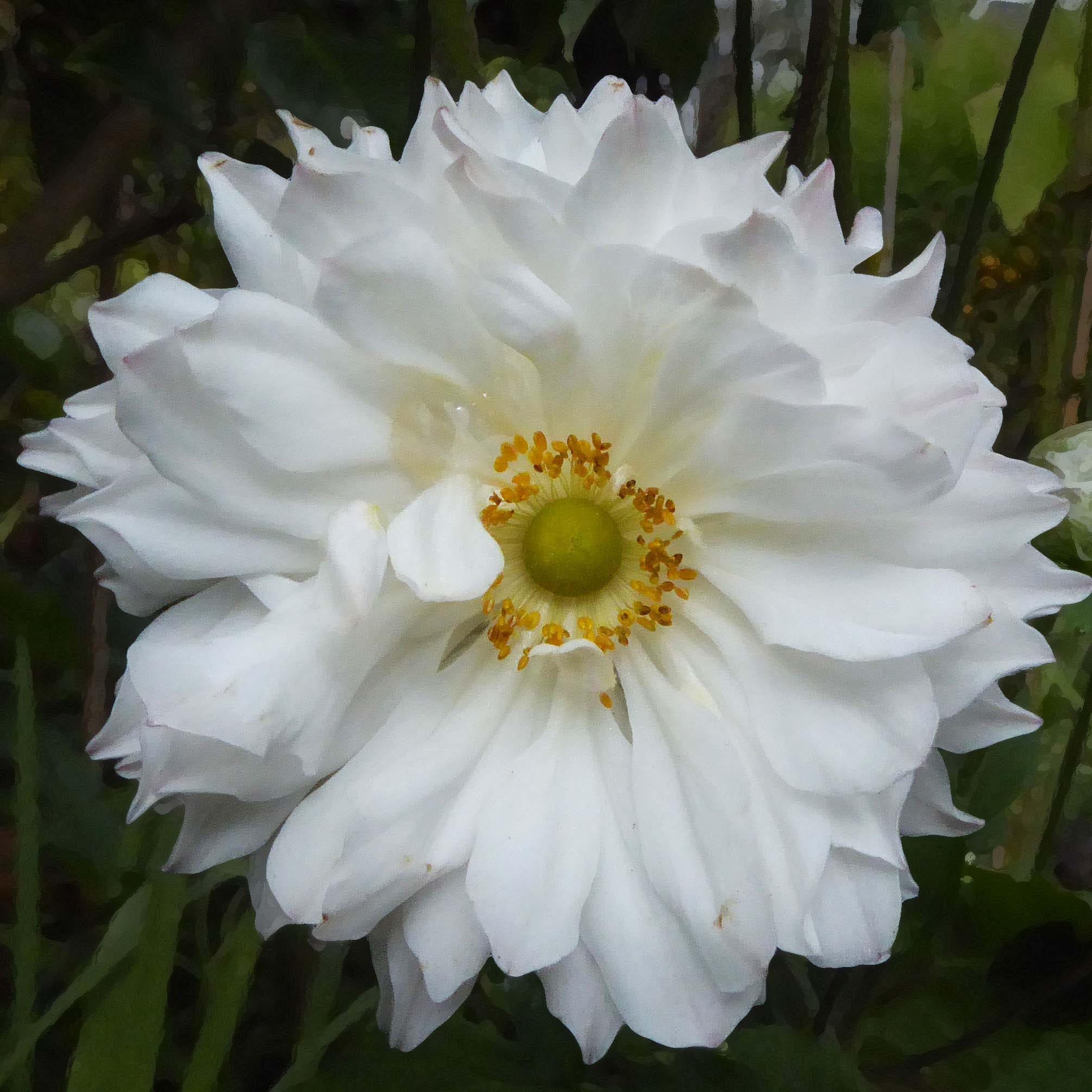 Anémone du Japon Tiki Sensation - Une anemone exceptionnelle, à fleurs  doubles blanches.