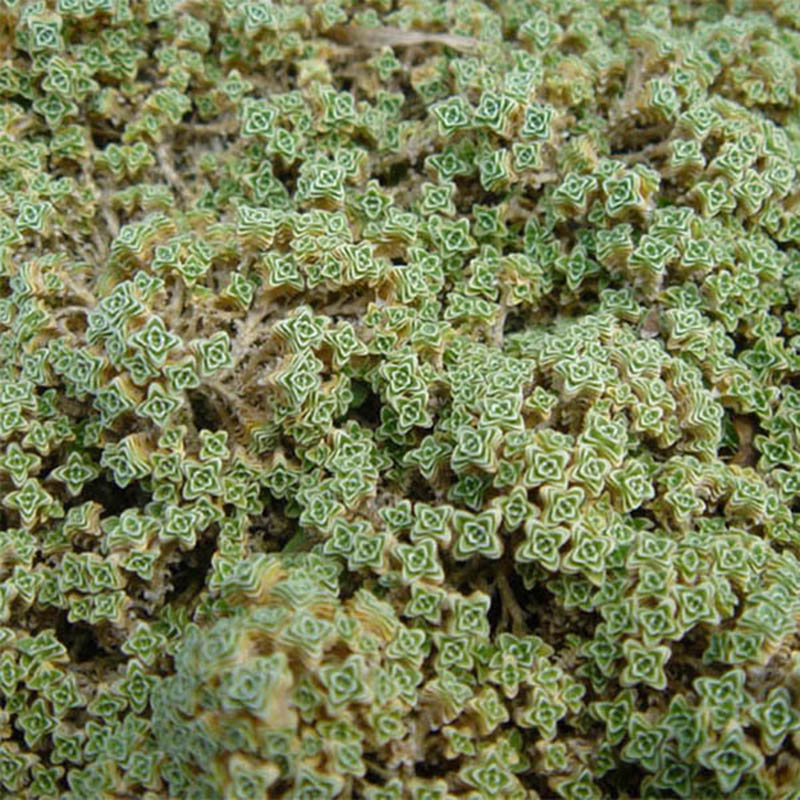 Arenaria tetraquetra ssp. granatensis, Sabline