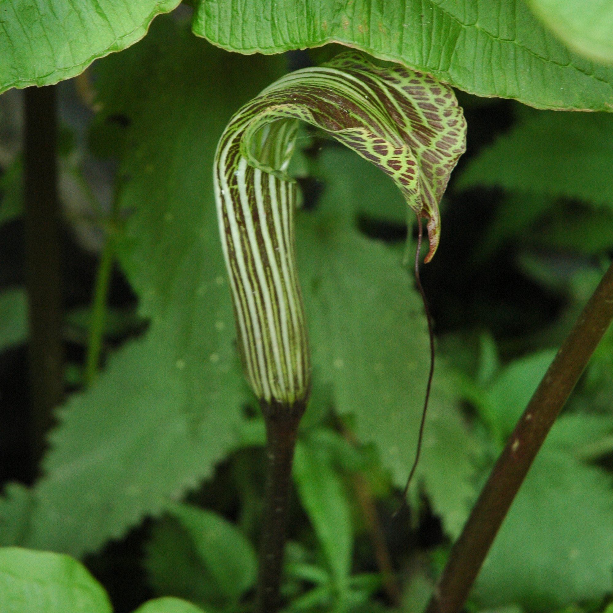 Arisaema concinnum - Plante cobra