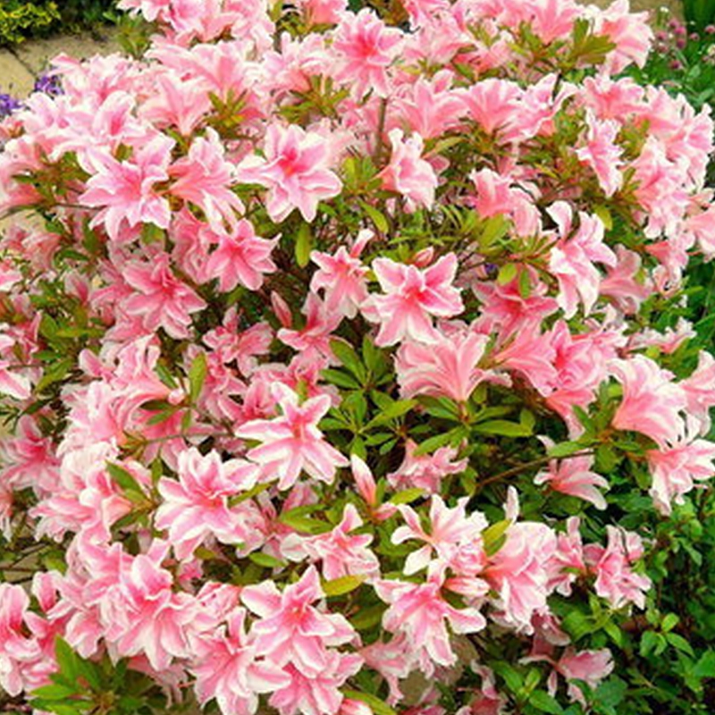Azalée japonaise Melle - Rhododendron hybride