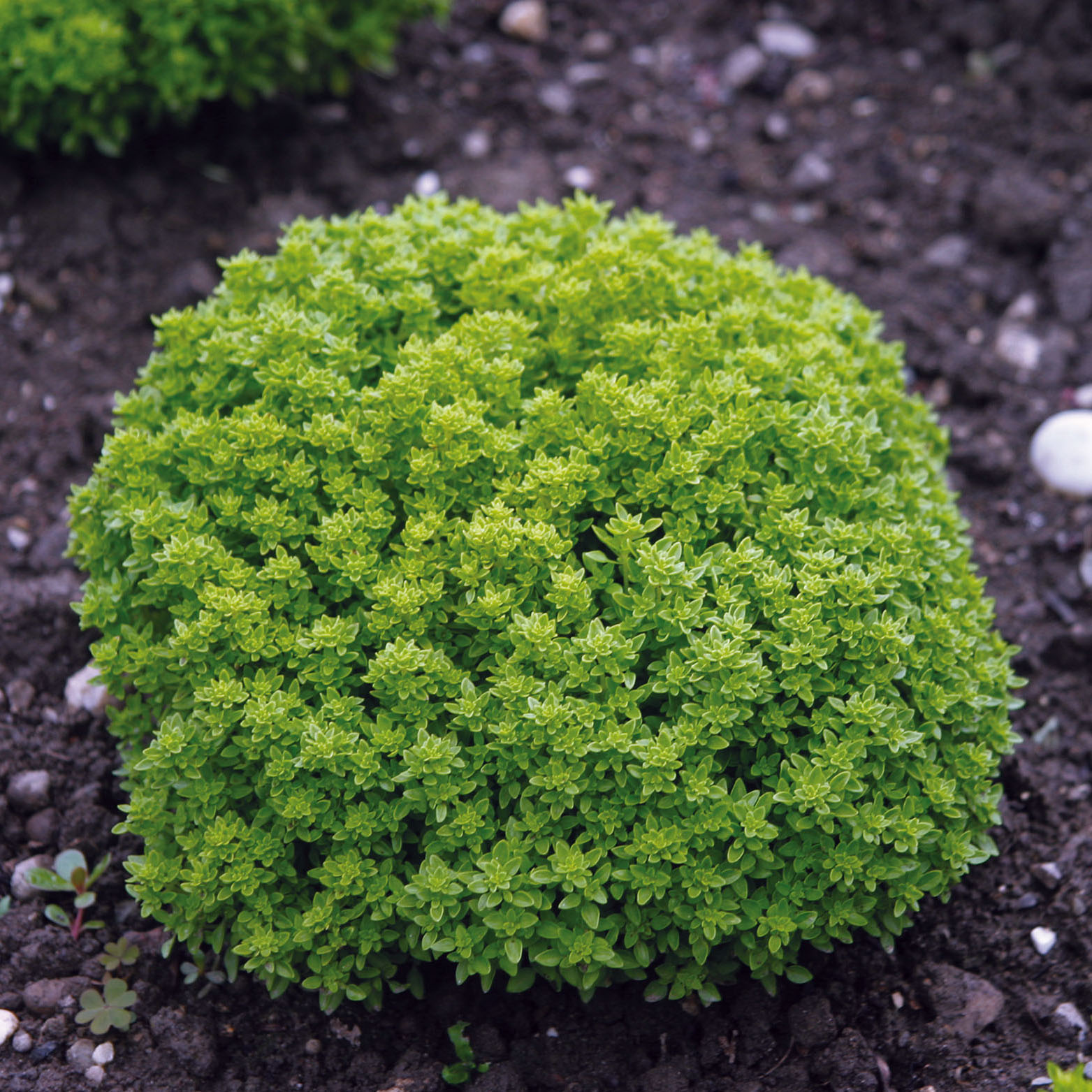 Basilic fin vert nain compact BIO en plants - Ocimum basilicum