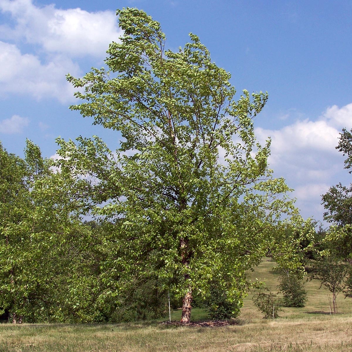 Bouleau noir - Betula nigra