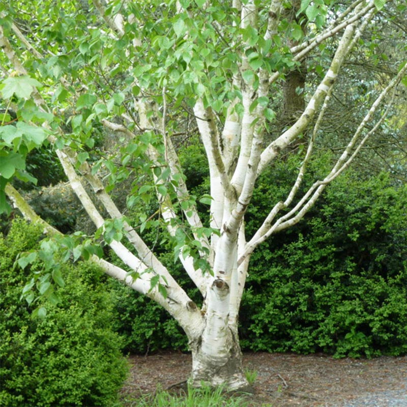 Bouleau blanc de l'Himalaya - Betula utilis var.  jacquemontii 'Doorenbos'