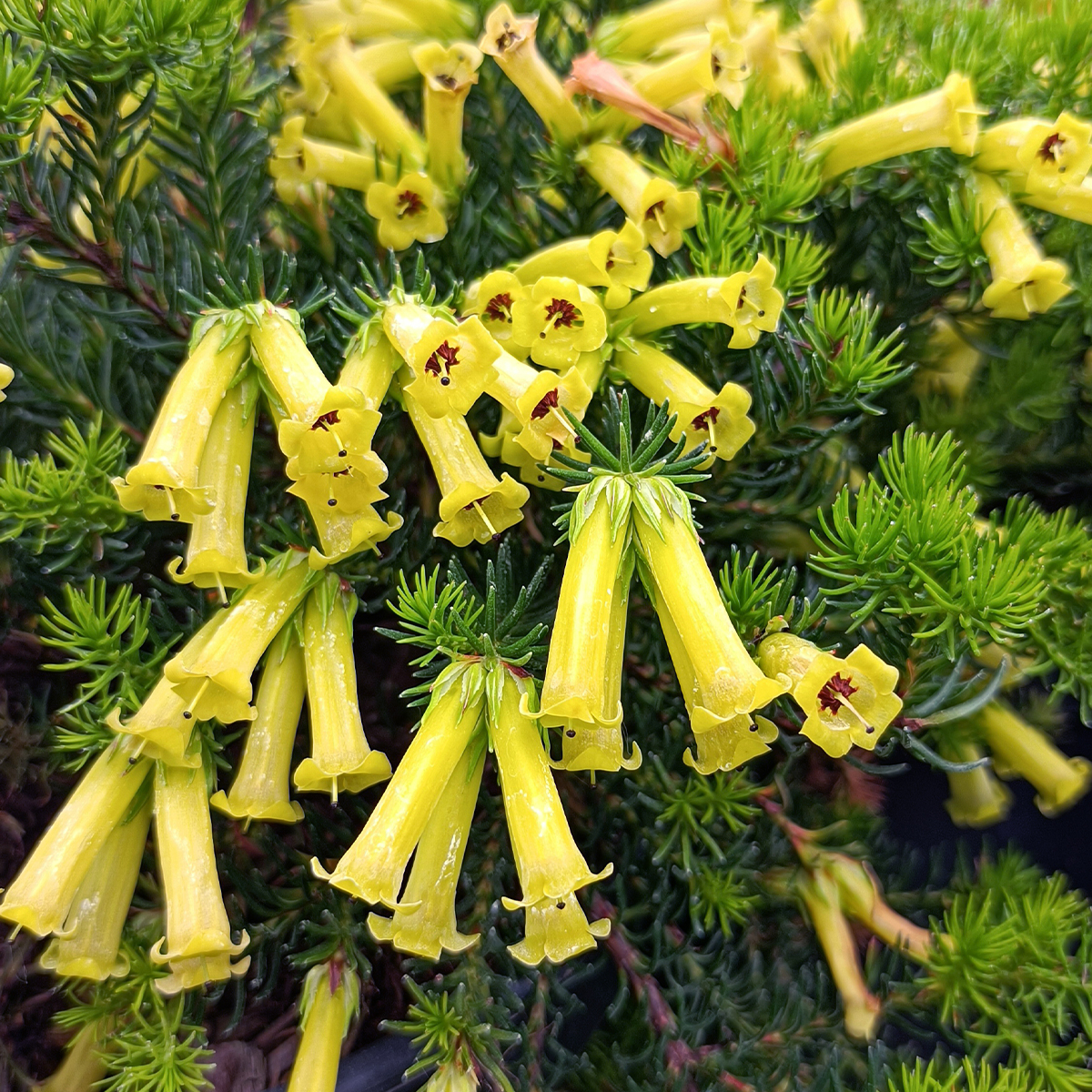 Bruyère arbustive Limoncello - Erica nana