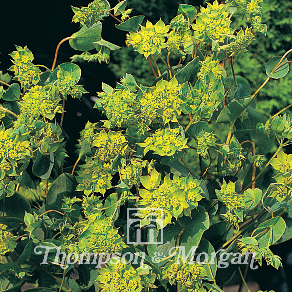 Graines de Bupleurum rotundifolium Green Gold - Buplèvre à feuilles rondes