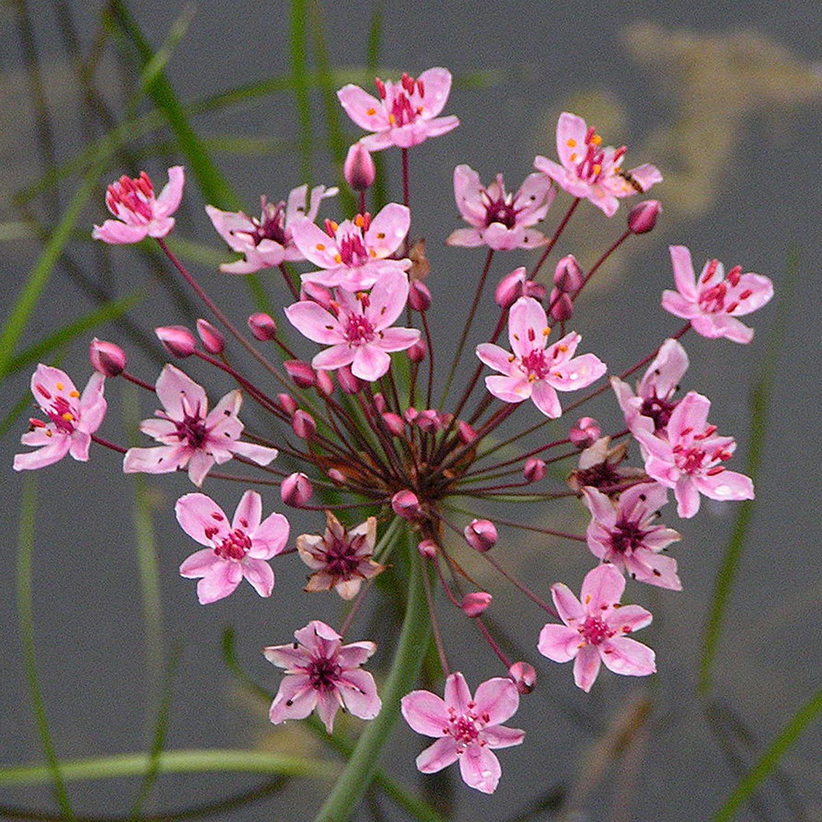 Butomus umbellatus - Jonc fleuri - Une vivace de milieu ...