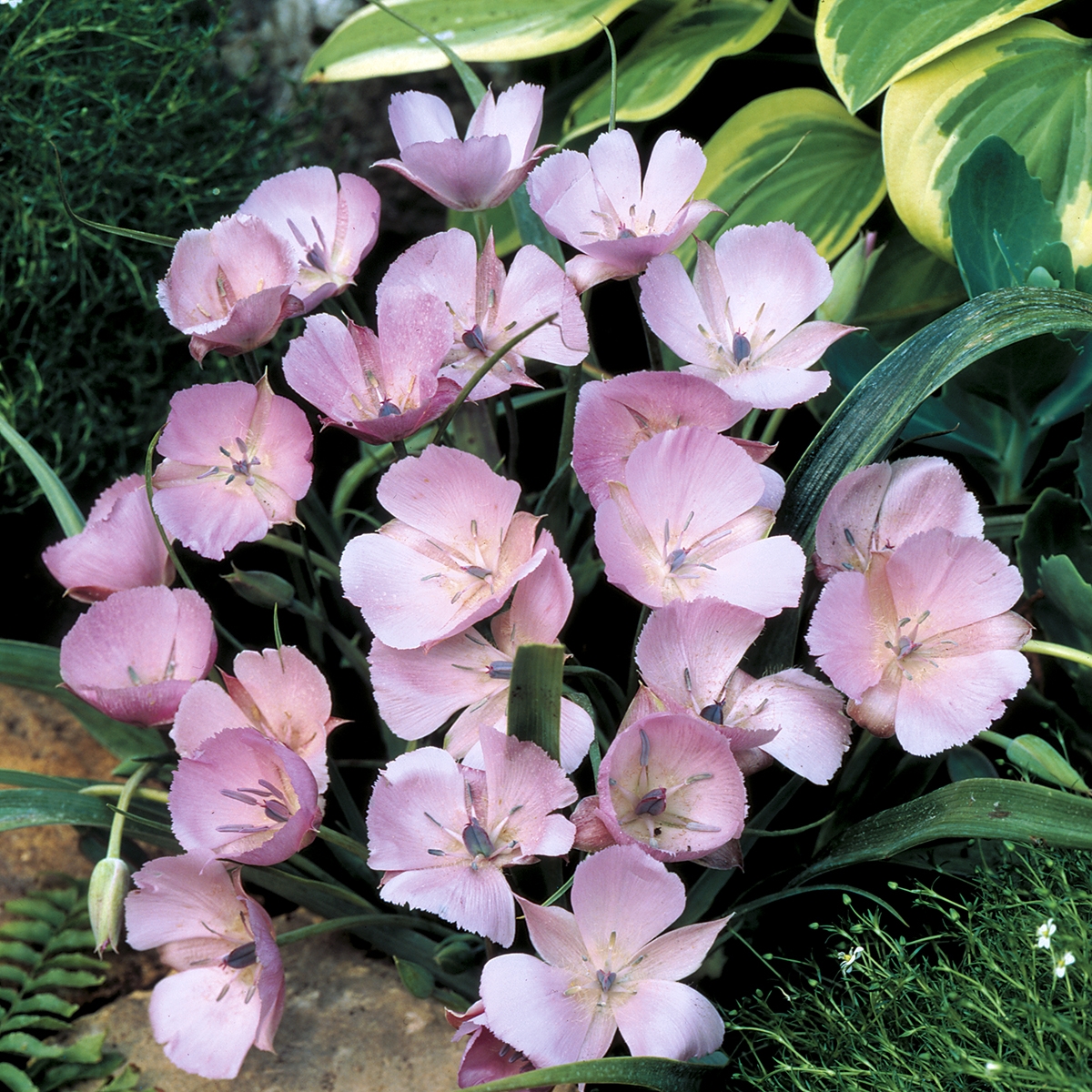 Calochortus Cupido - Tulipe des Mormons