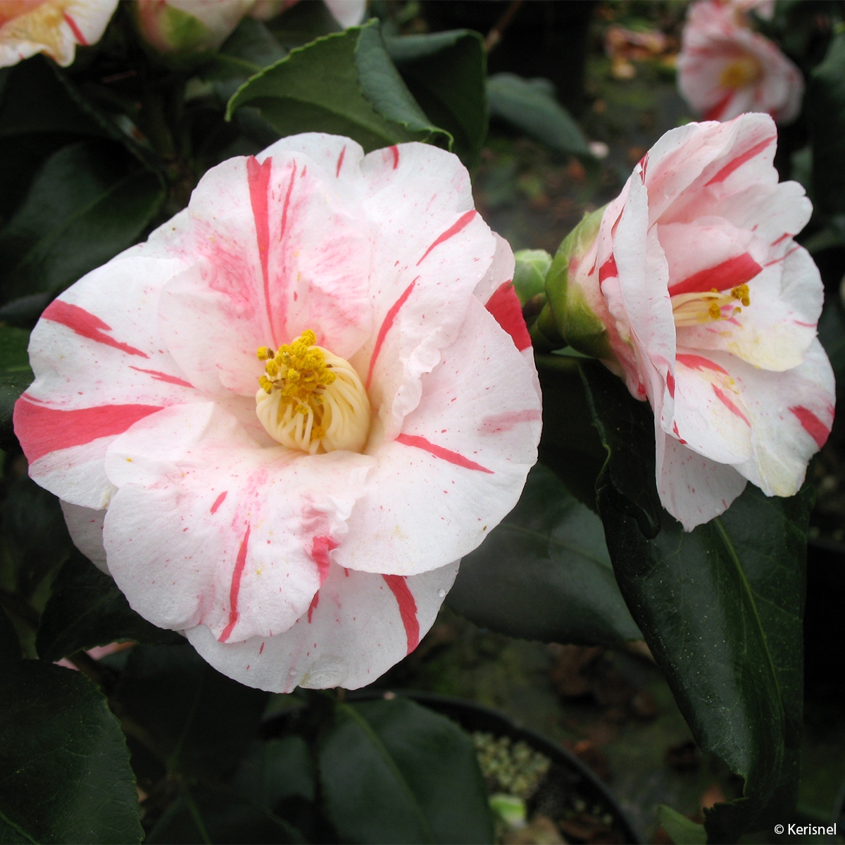 Camélia Dainty California - Camellia japonica
