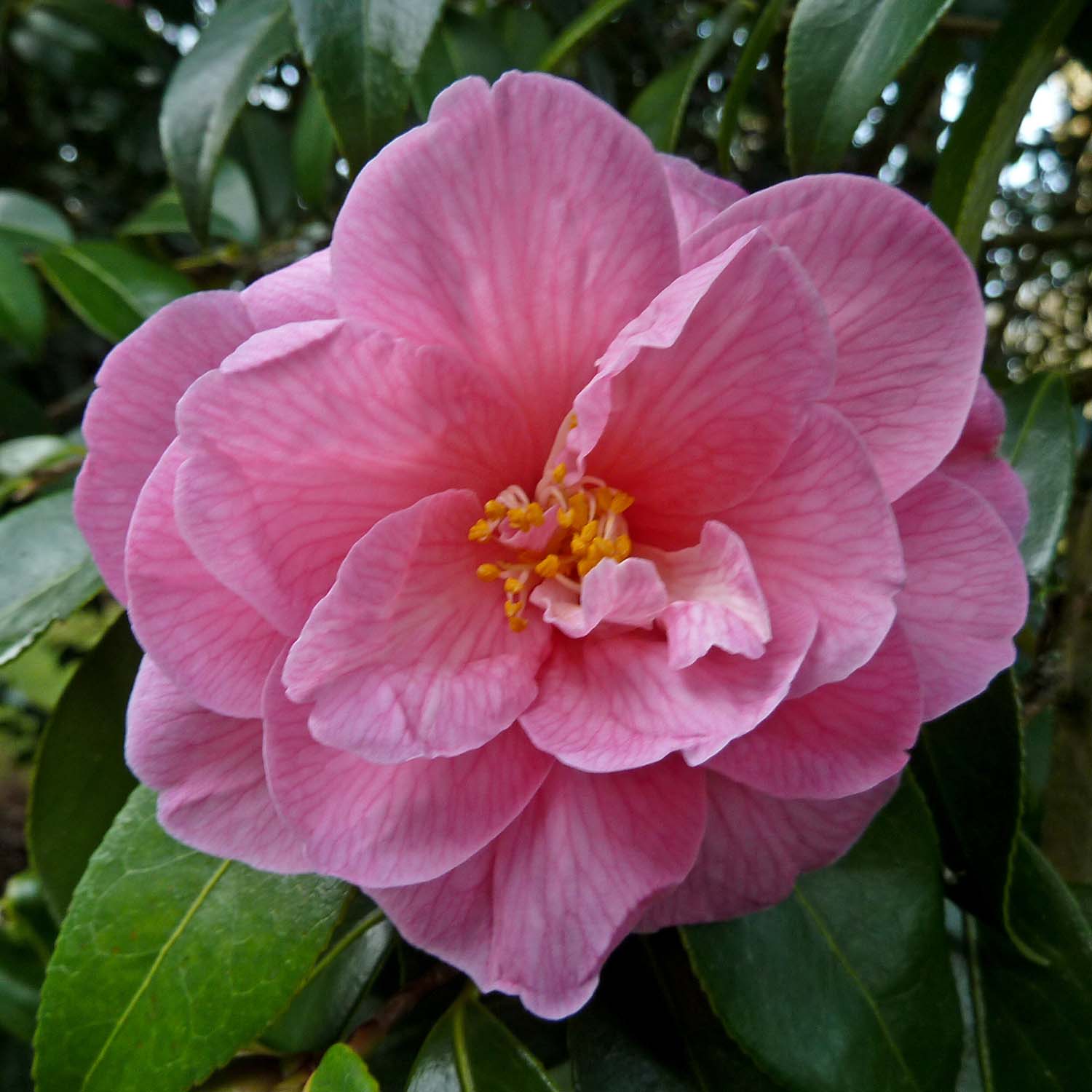 Camélia Donation - Camellia (x) williamsii