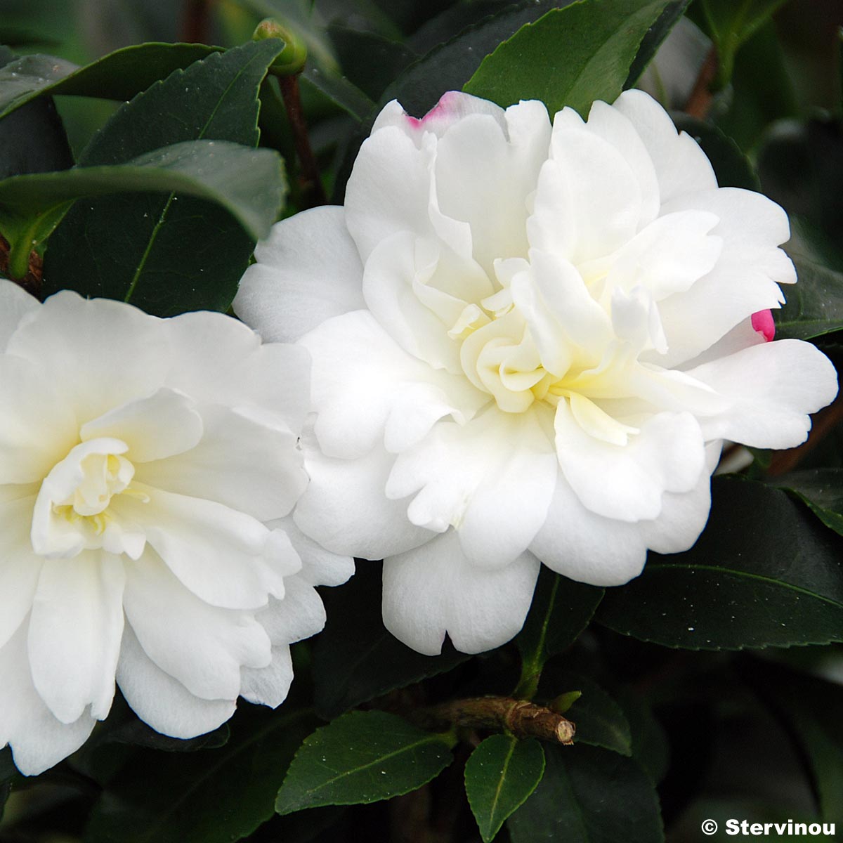 Camélia d'automne - Camellia sasanqua Fuji no Yuki