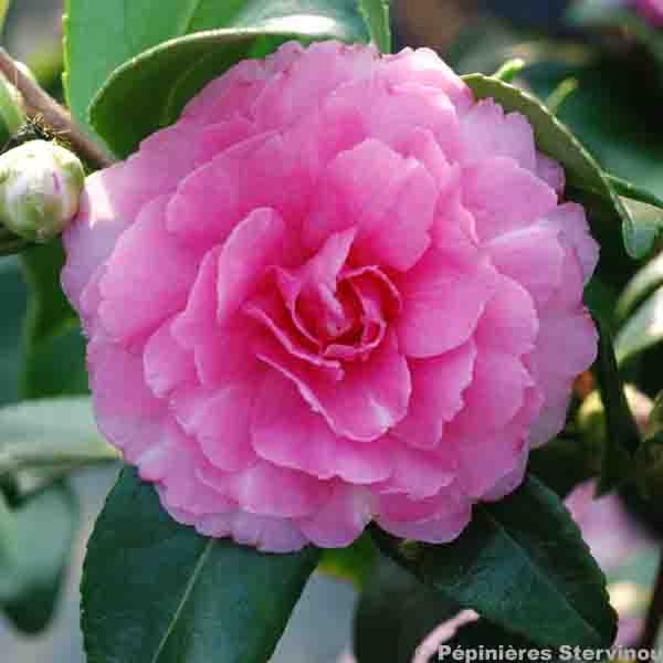Camélia d'automne - Camellia sasanqua Interlude