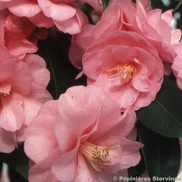 Camélia champêtre - Camellia Spring Festival