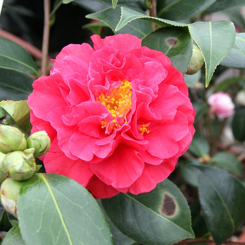 Camélia Blood of China - Camellia japonica