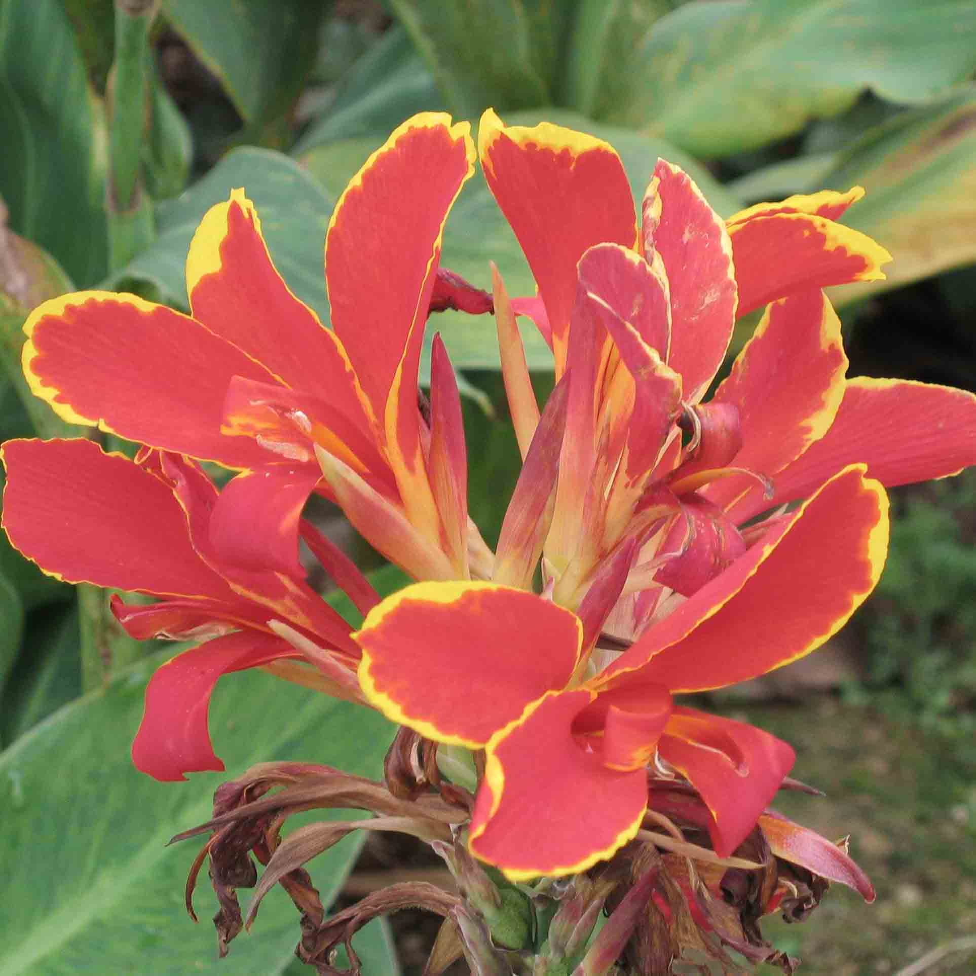 Canna Lucifer - Balisier nain à fleurs rouge liséré de jaune d'or et à feuillage vert moyen.