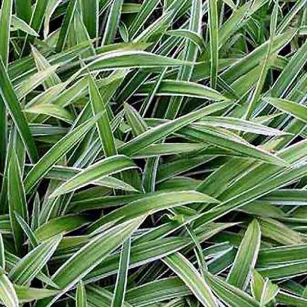Carex siderosticha Variegata - Laîche