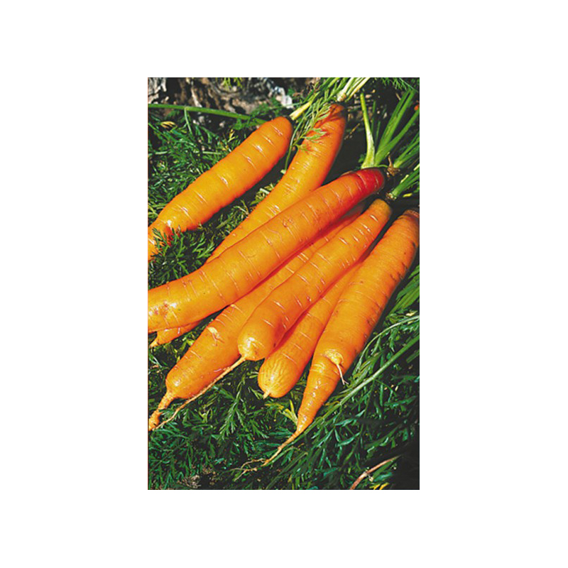 Carotte Touchon - Daucus carota