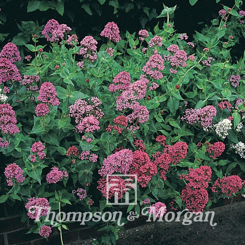 Centranthus Star Ruber Mixed 