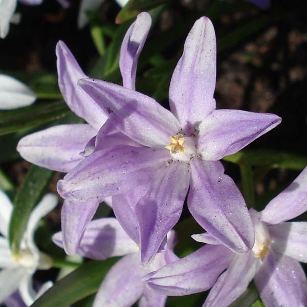 Chionodoxa forbesii Violet Beauty