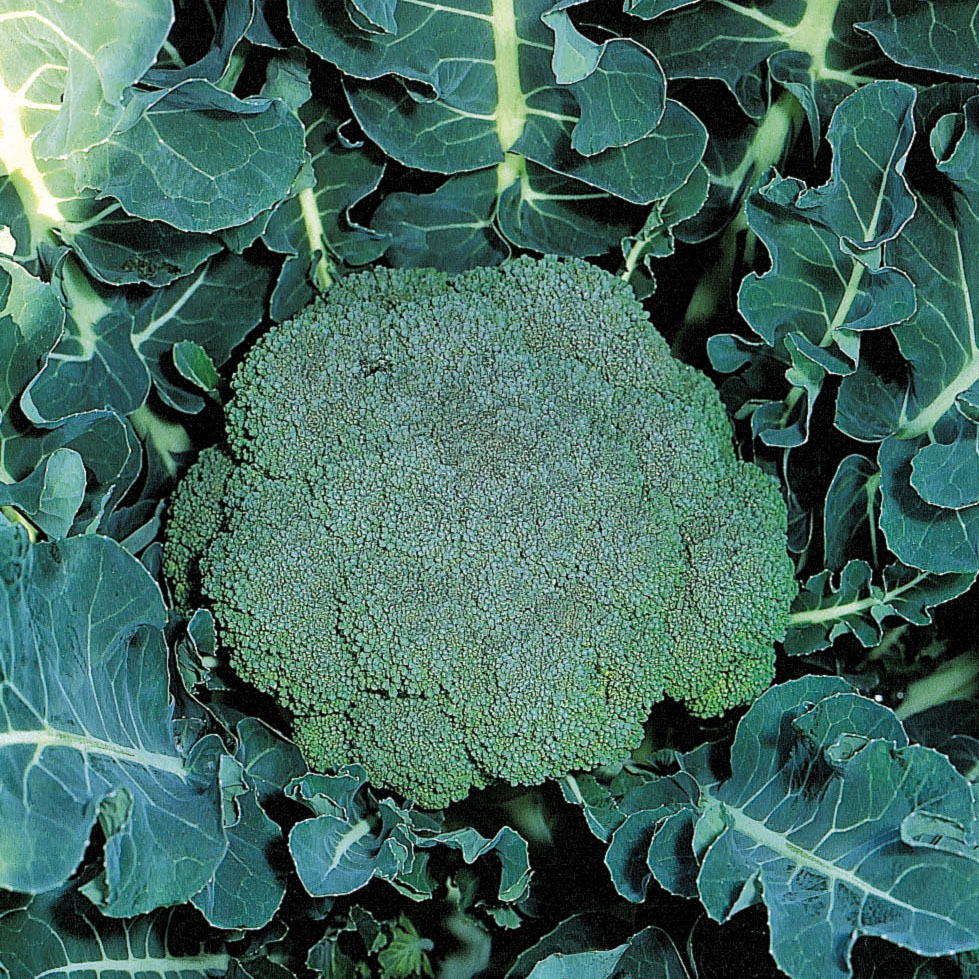 Chou brocolis Marathon F1 en plants - Brassica oleracea italica
