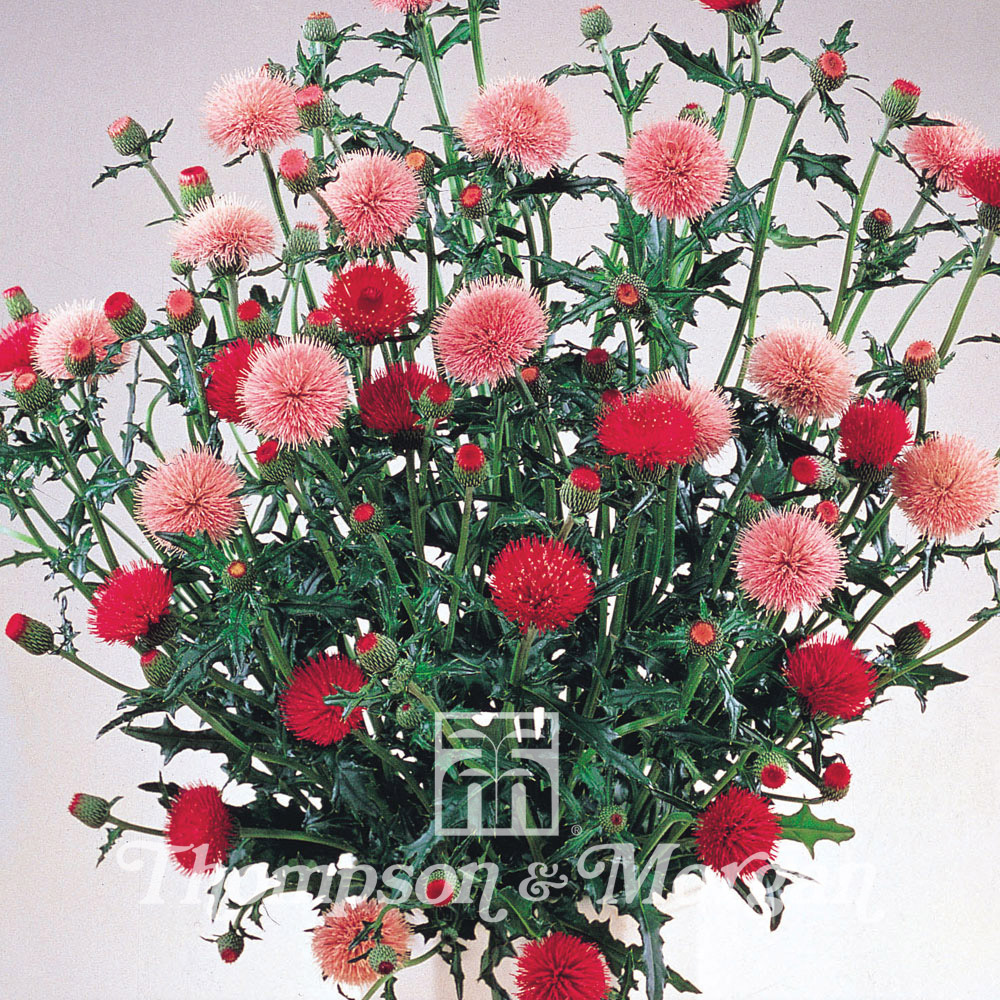 Cirsium Japonicum Pink & Rose Beauty 