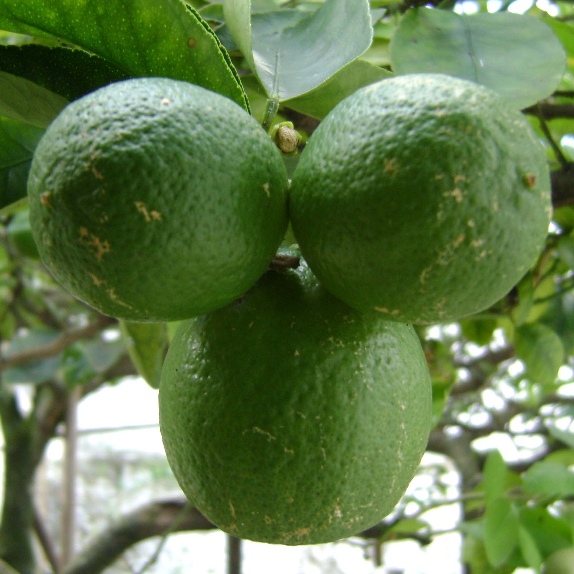 Citron vert - Lime - Citrus aurantifolia