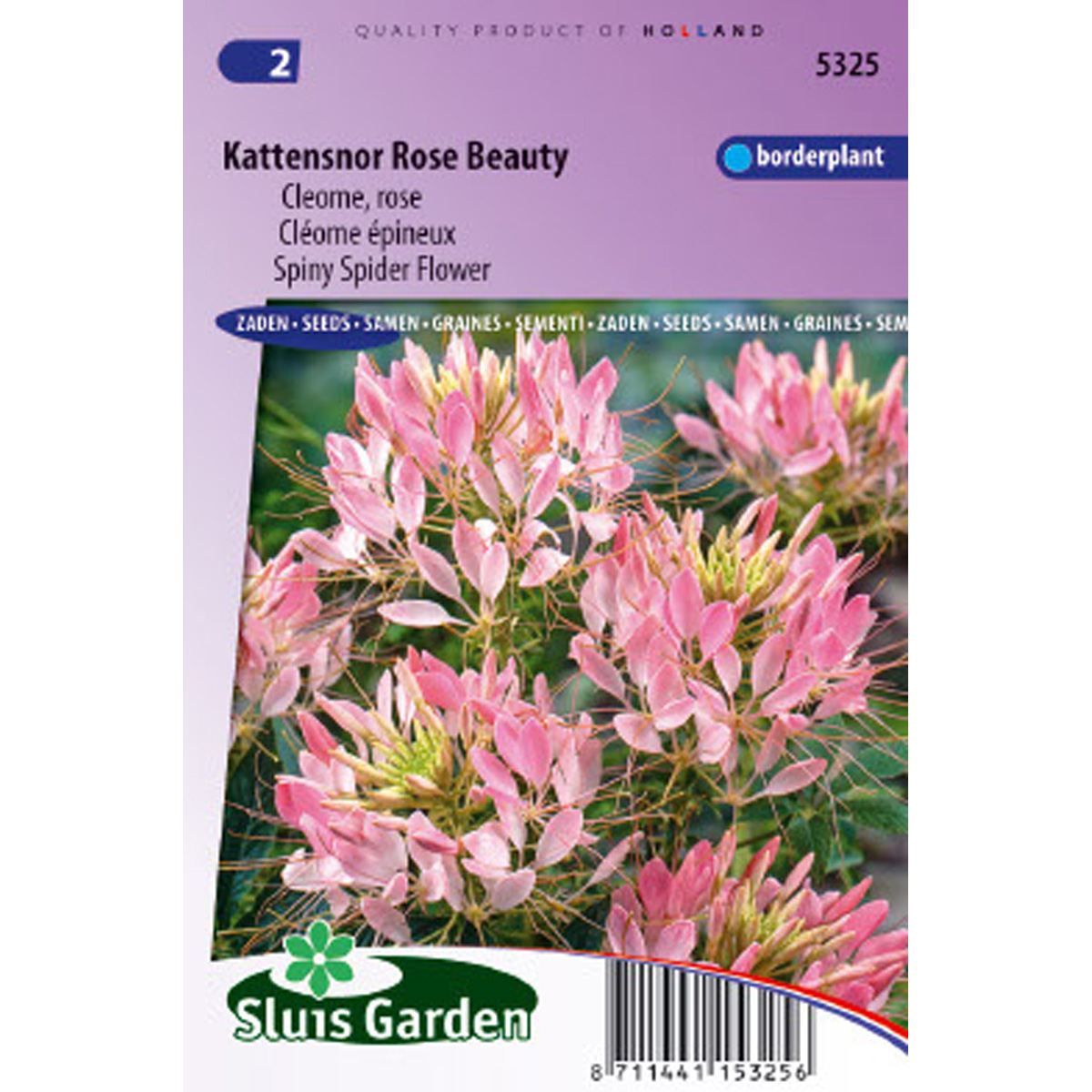 Cléome épineux Rose Beauty - Cleome spinosa