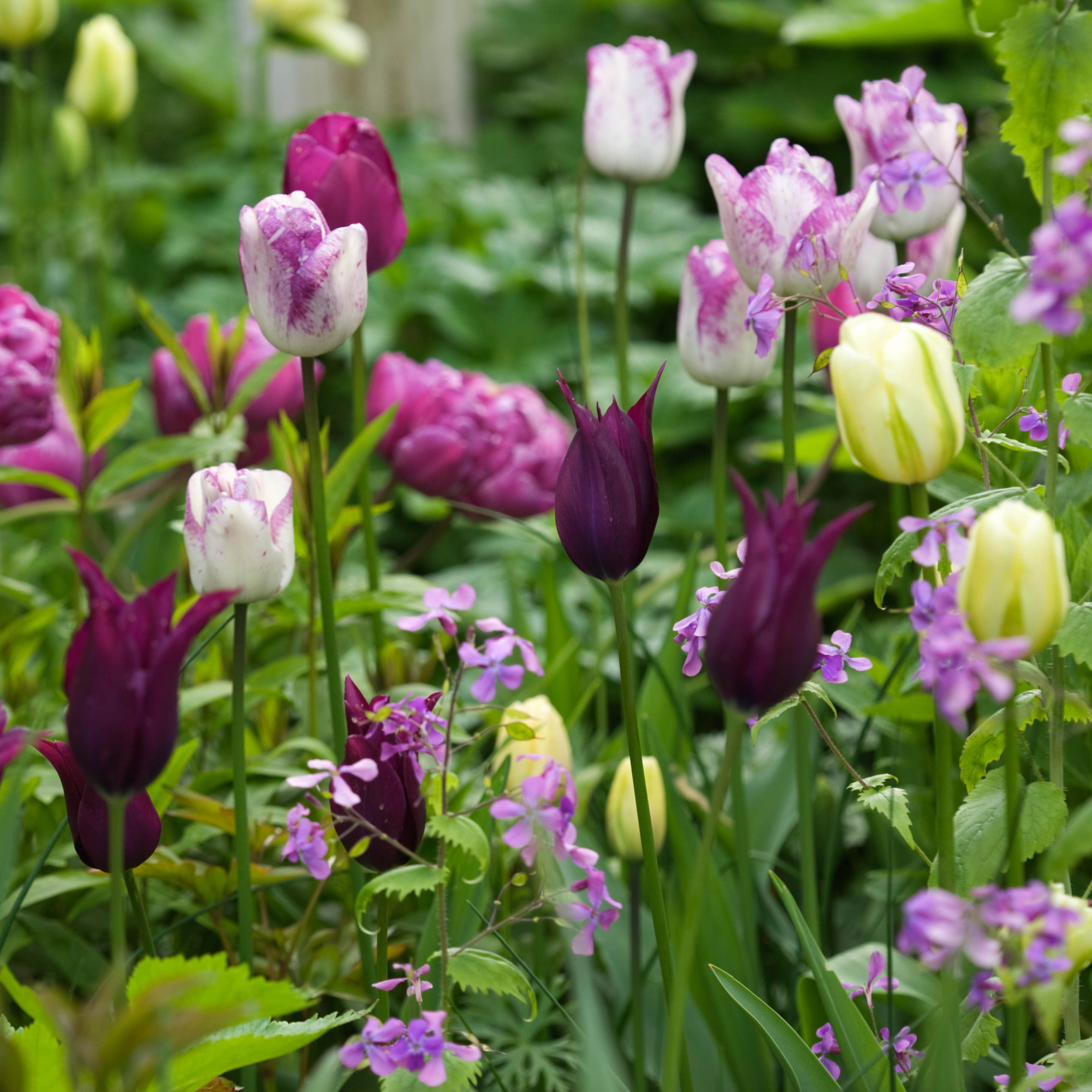 Collection Tulipes bucoliques