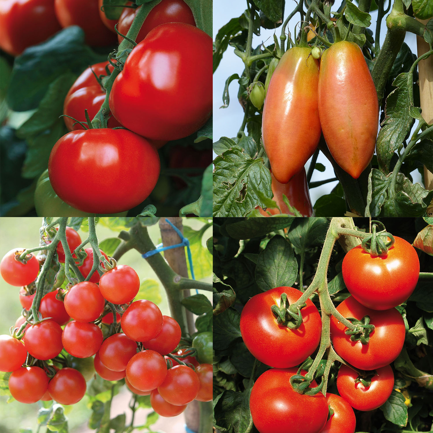 Collection de 4 tomates hybrides F1