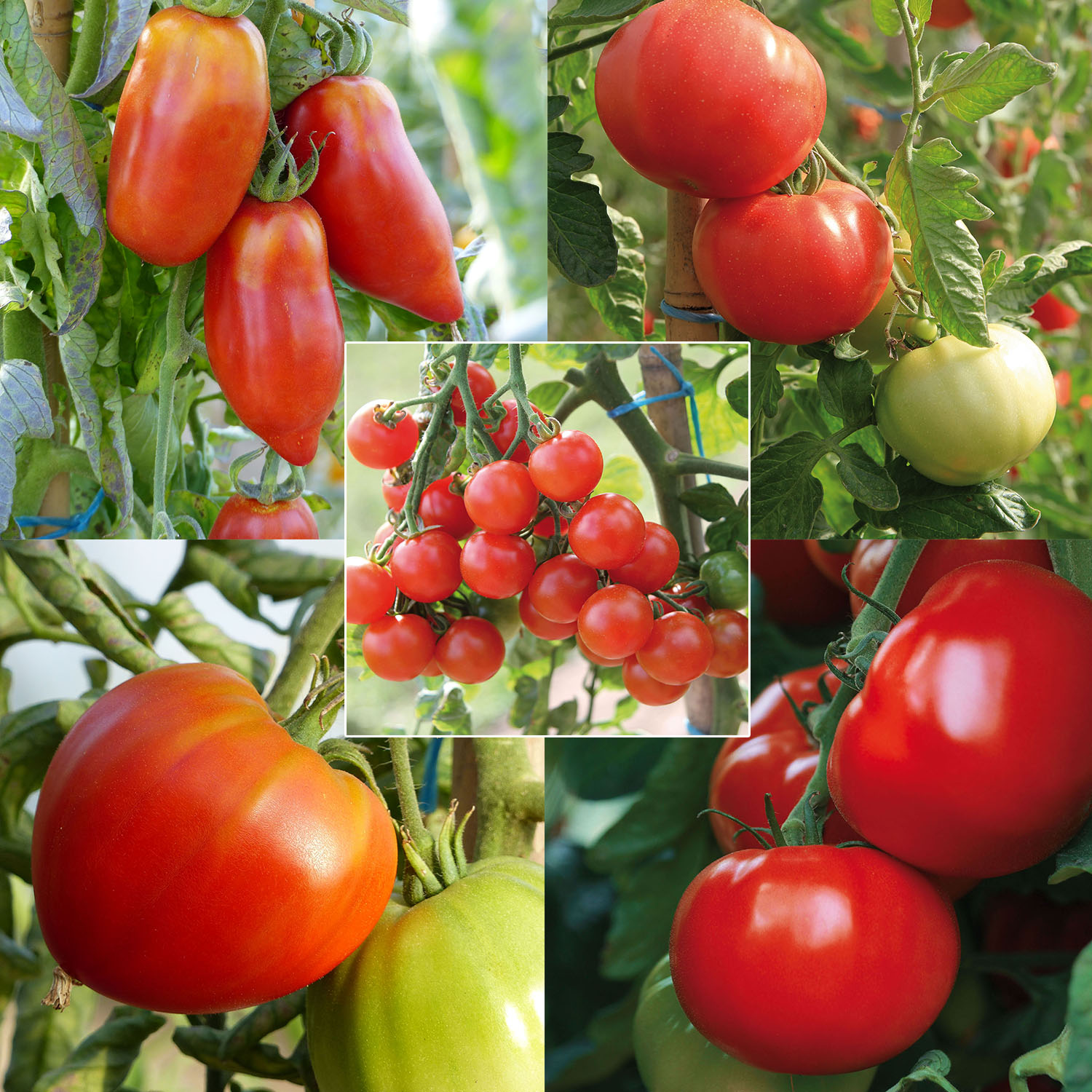 Collection de 5 tomates Bio en plants