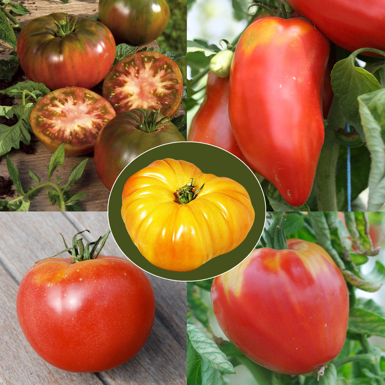 Collection de 5 tomates anciennes Bio - Ferme de Sainte-Marthe