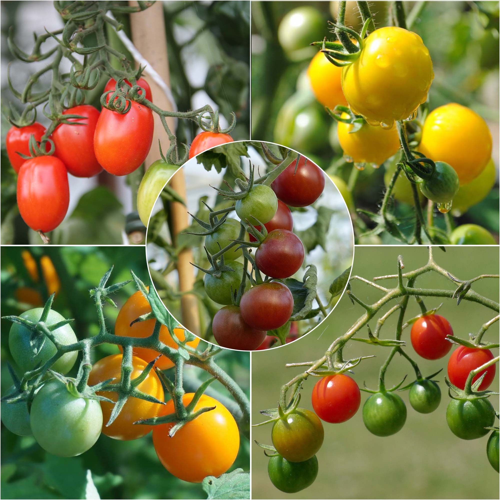 Collection de 5 tomates-cerise colorées en plants