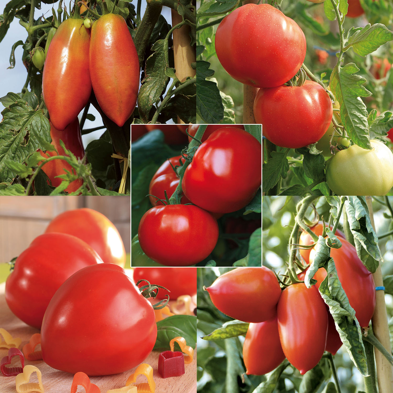 Collection de 5 tomates en plants GREFFES