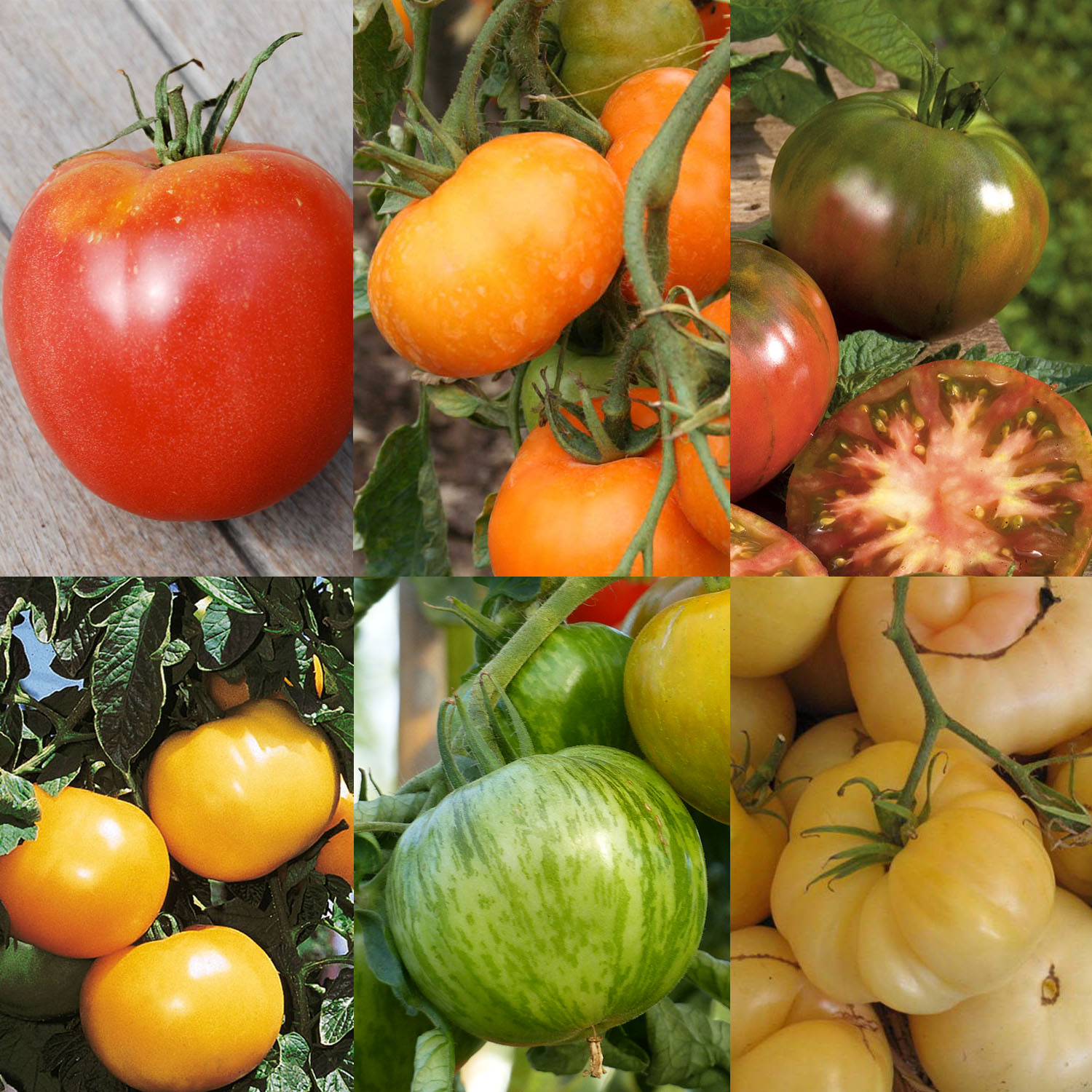 Collection de 6 tomates colorées