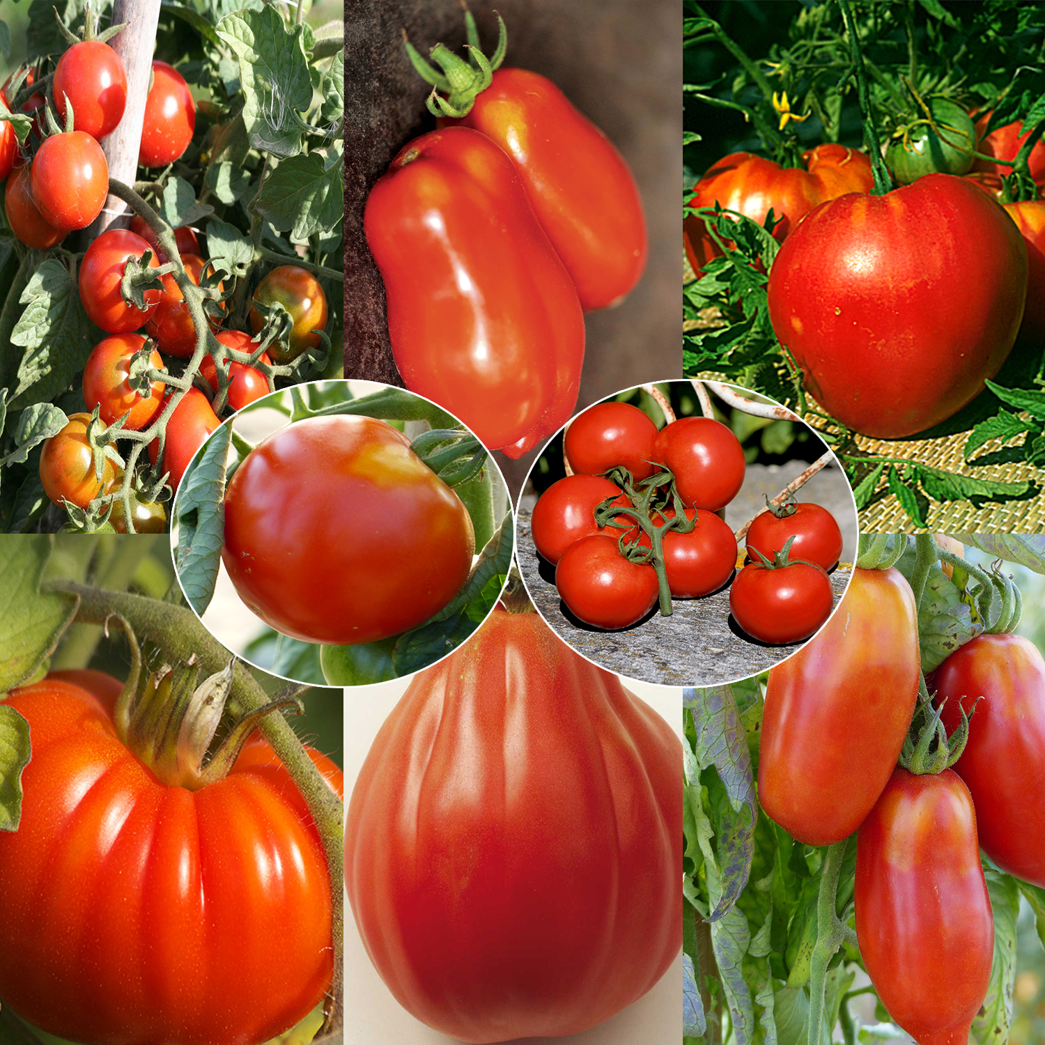 Collection de 8 tomates de formes variées