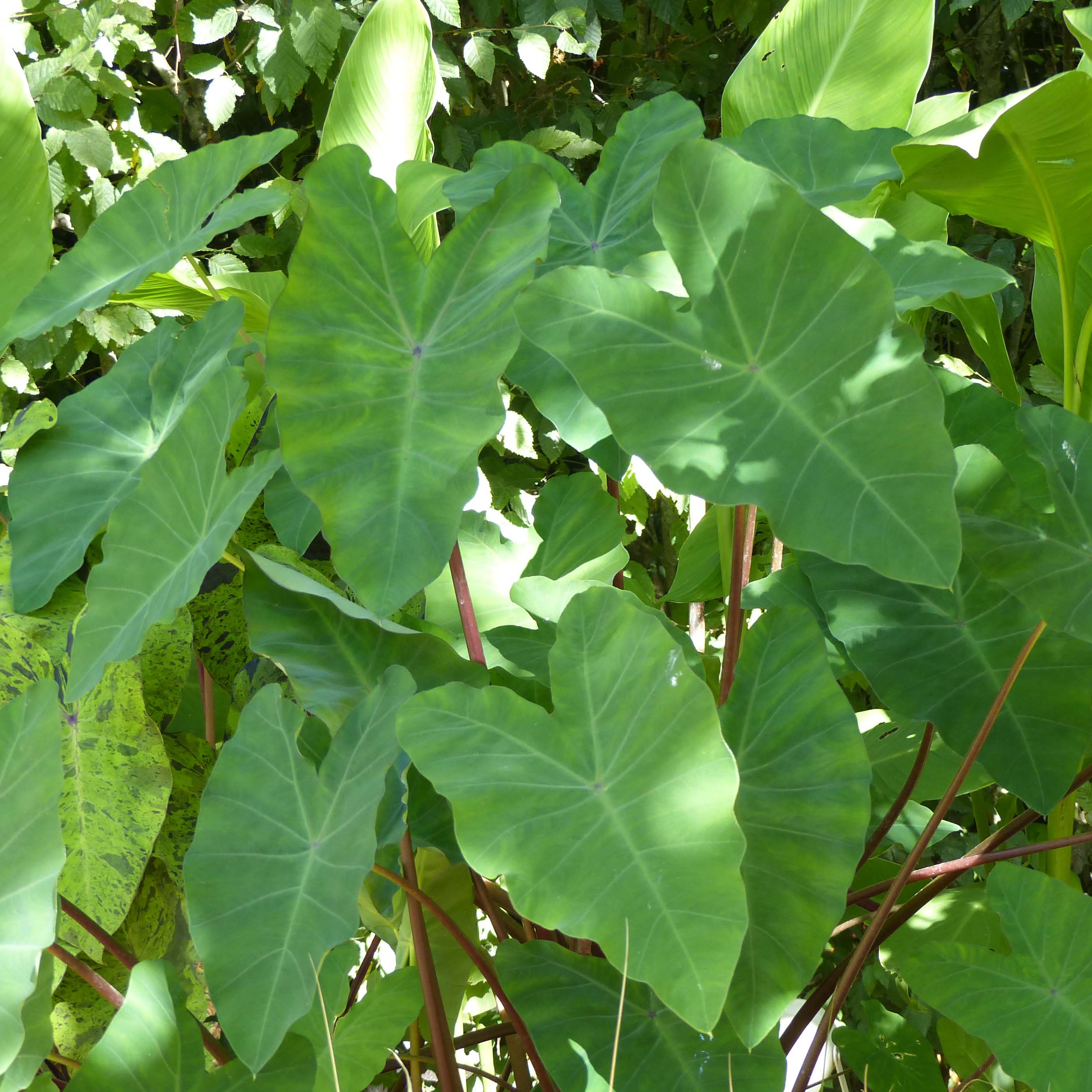 Colocasia esculenta - Taro