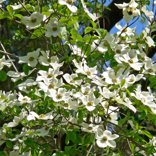Cornus Ascona - Cornouiller à fleurs