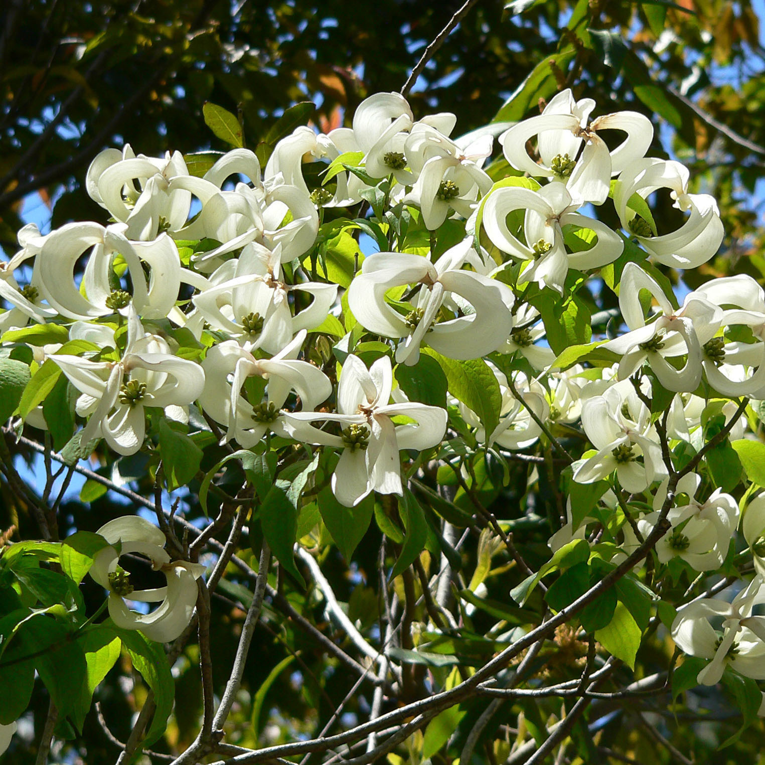 Cornus florida Urbiniana - Cornouiller de Floride