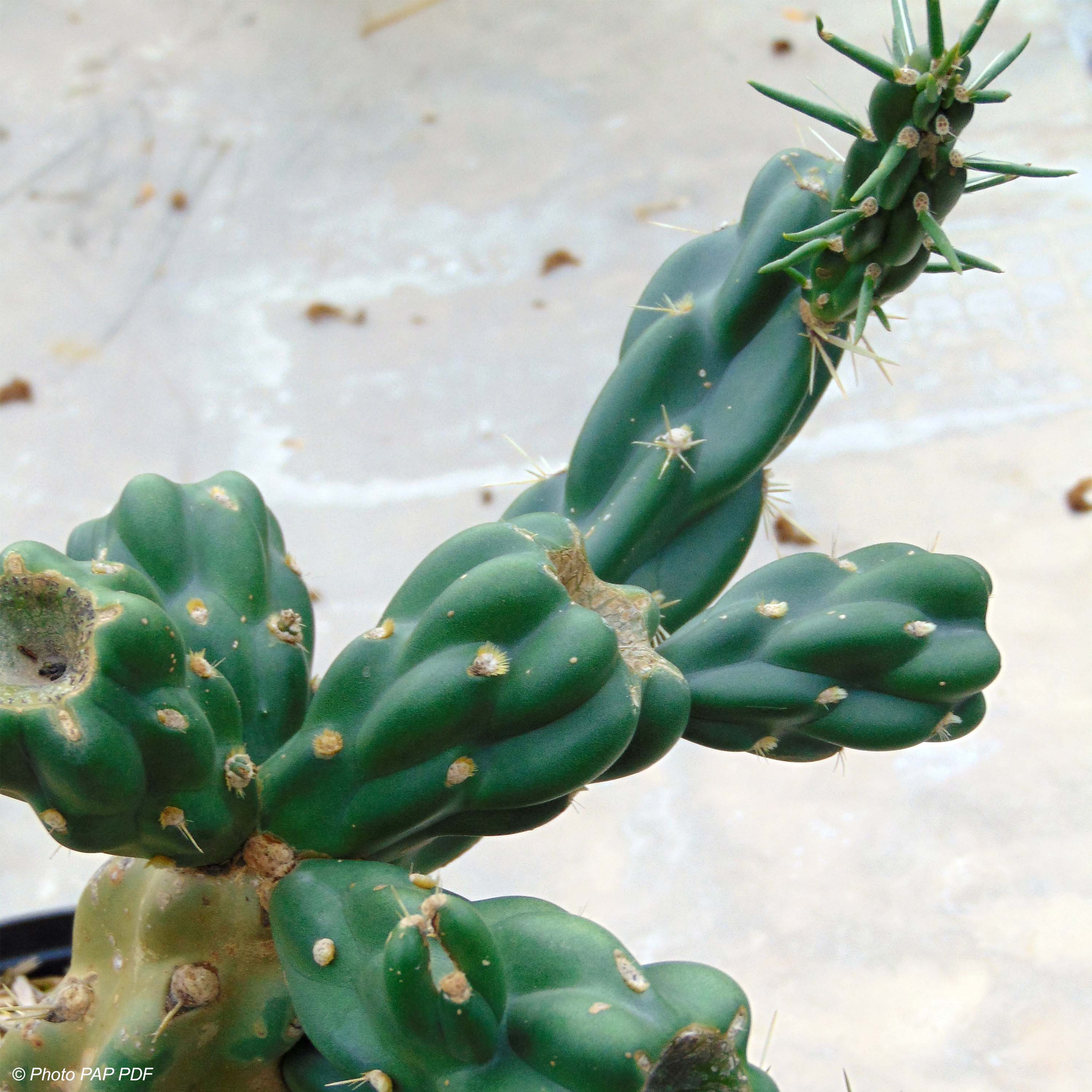 Cylindropuntia imbricata - Cactus rustique.